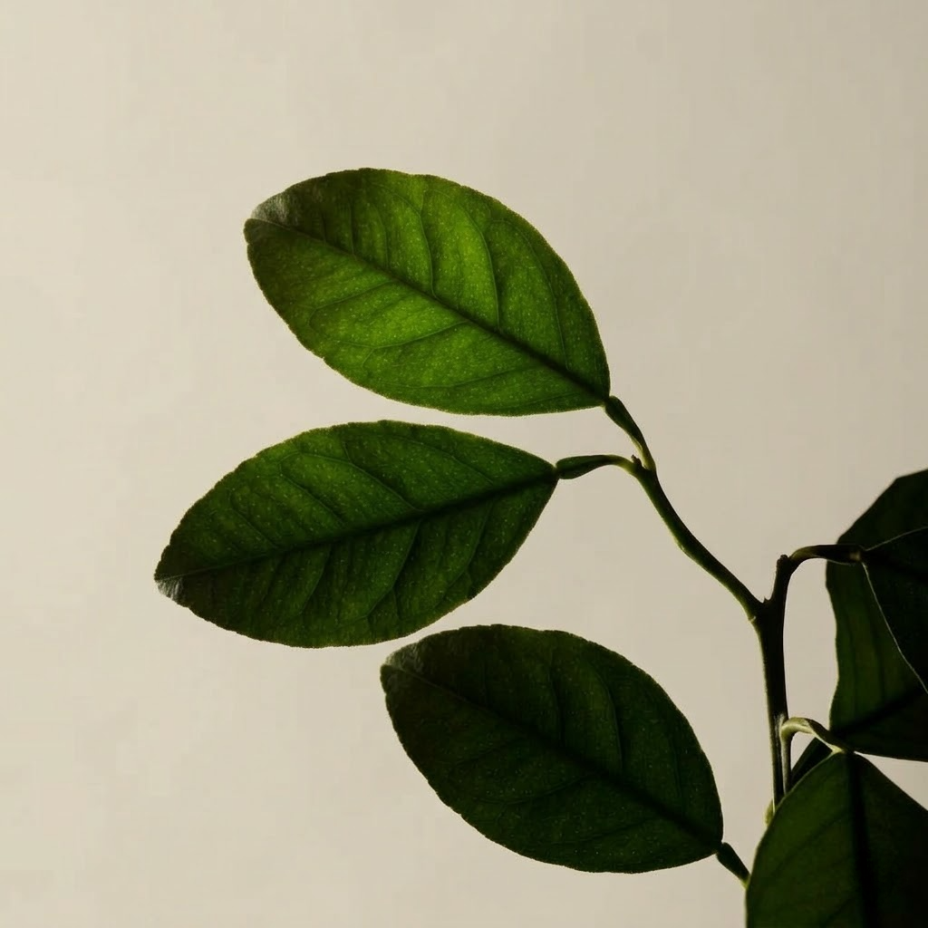 Hyaluronic Moisturizer